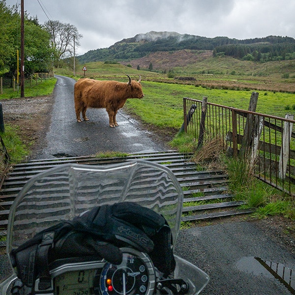 Motorradtour Schottland Teil 4, Schottisches Hochlandrind