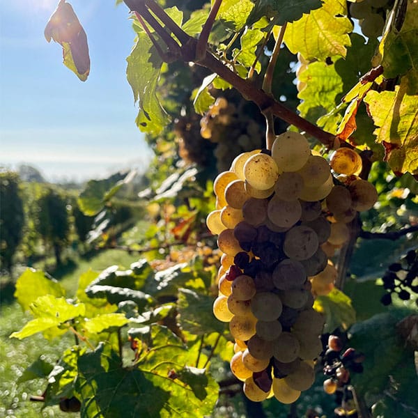 Eine Weinrebe mit hellen Trauben im Elsass.