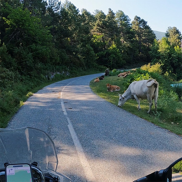 Immer wieder auch Kühe auf der Bergstraße