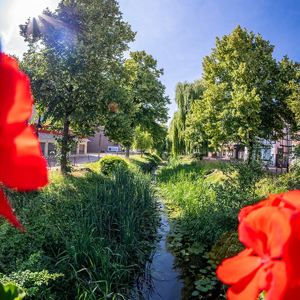 Grüne Oase in Rotenburg