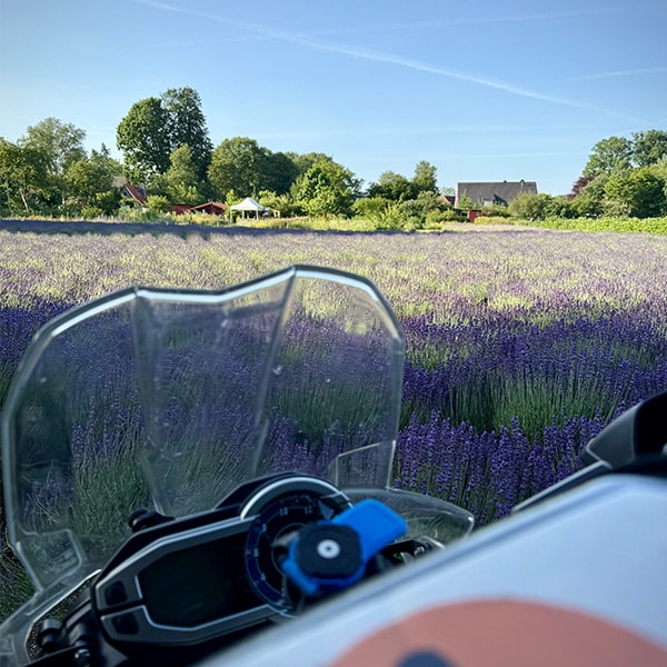 Lavendelblick vom Motorradsattel
