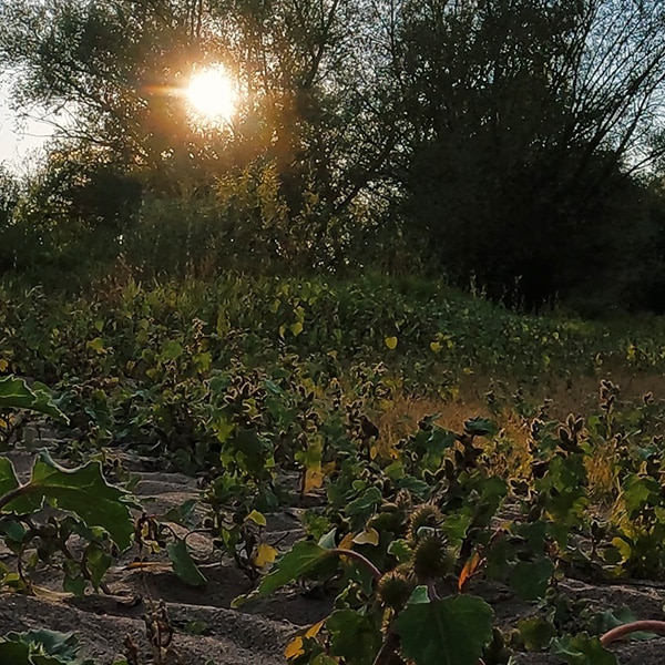 Abendlicht in den Elbtalauen